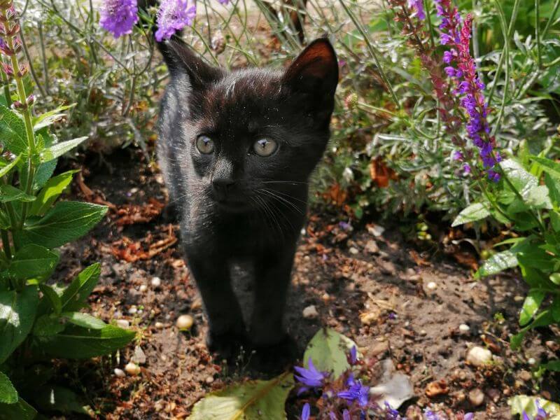 Urn-voor-dieren